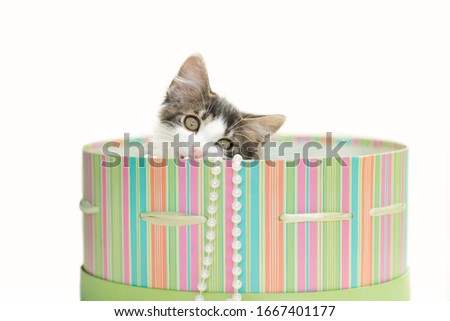 Kitten playing in s round striped green hat box with a white strand of pearls, isolated on a white background.