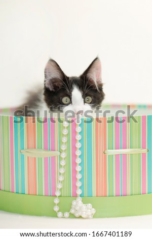 Kitten playing in s round striped green hat box with a white strand of pearls, isolated on a white background.