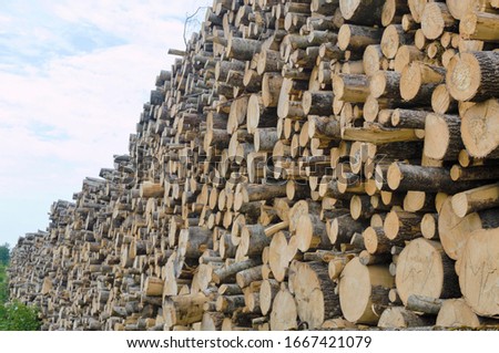stacked wooden logs of pine forest against the sky