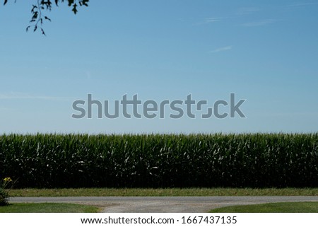 wide shot of a corn field
