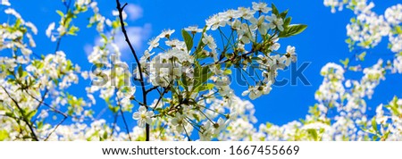Bird-cherry tree in blossom and blue sky. Spring concept background. Womens day, mothers day, easter concept. Web banner.