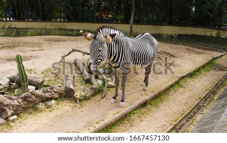 Zebra exploring in nature - zebra eating - zebra with white and black stripes