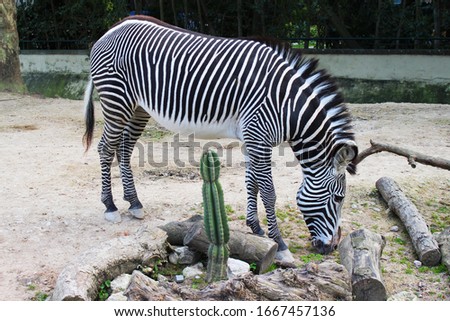 Zebra exploring in nature - zebra eating - zebra with white and black stripes