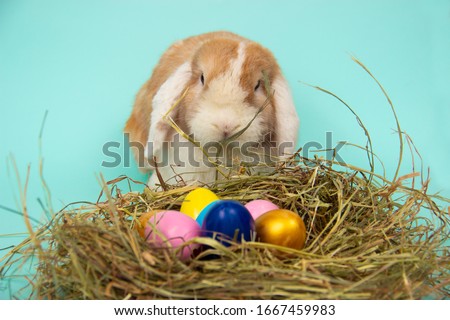easter bunny and colorful eggs in nest on hay in basket on tiffany blue background