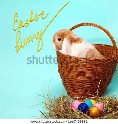 easter bunny and colorful eggs on hay in basket on tiffany blue background