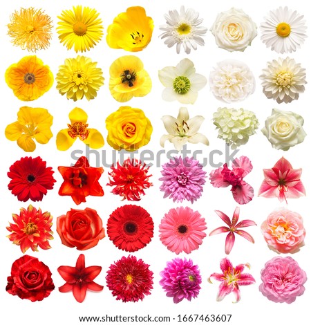 Big collection of various head flowers yellow, pink, white and red isolated on white background. Perfectly retouched, full depth of field on the photo. Top view, flat lay Royalty-Free Stock Photo #1667463607