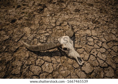 Blurred dead animals on cracked earth ground background, pattern for creative graphic design to beautiful wallpaper