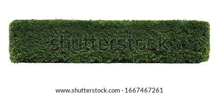 Green tree wall fence, Siamese rough bush, Tooth brush tree, Ornamental plants for decoration  garden. isolated on white background. clipping path.   Royalty-Free Stock Photo #1667467261
