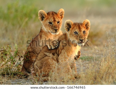 lion cubs cuddling Royalty-Free Stock Photo #166746965