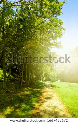 Beautiful sunny spring and summer nature, trees in park and outdoor landscape scene