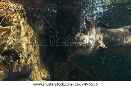 River Otter Lontra canadensis siblings playing in a river water in spring.