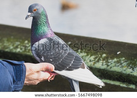 A picture of a pigeon being hand fed.   Vancouver  BC  Canada
