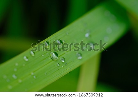 raindrops resemble dew on the surface of a green leaf. clear water above the leaves. macro photography.