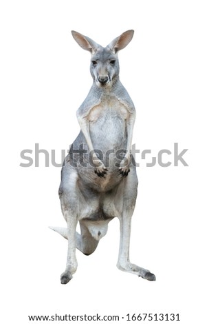 gray kangaroo isolated on white background