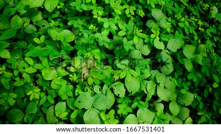 Background of green plants in tropical forests, good for wallpaper