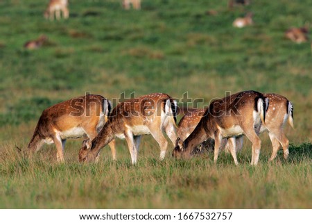 Female fallow deers (Cervus dama) (Dama dama)
