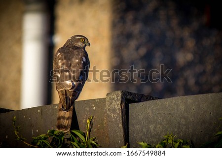 Sparrowhawk perched on roof in evening light. Bird of prey in an urban environment