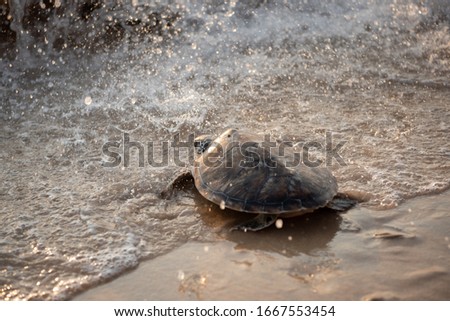 young turtle is on the beach heading into the sea in the evening,Phang nga,Thailand.