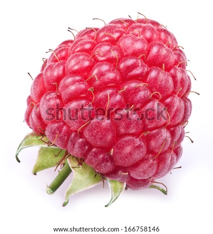 One rich raspberry fruit isolated on a white background. Image in the maximum sharpen.