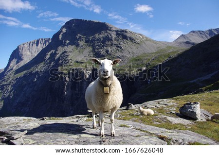 Big white sheep in northern highlands. Sheep stands on the rocky wasteland with blue sky on the background. Norway. nature and travel background. Royalty-Free Stock Photo #1667626048