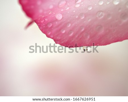 Closeup water drops on pink flower ,dew and flora blurred background , macro image ,sweet color copy space ,abstract background ,lovely valentine's day card ,selective soft focus for pretty background