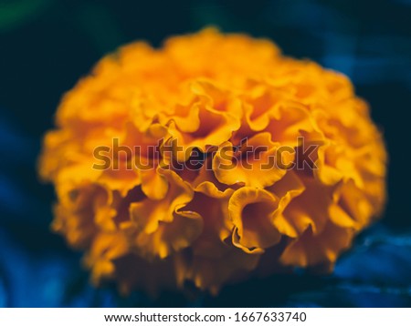 Closeup photo of an orange marigold flower