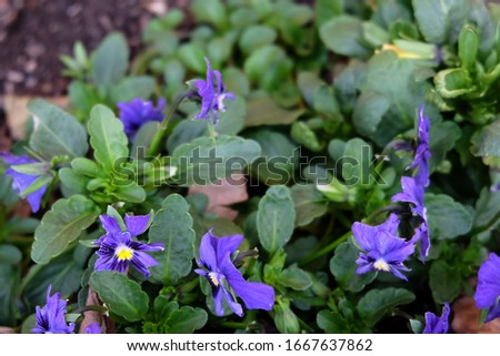 violet and yellow pansy flower in garden. Beautiful lilac flowers. A background. Spring or summer concept. 