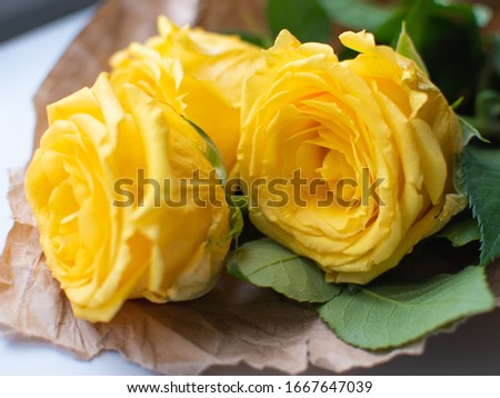 yellow roses lie on a yellow background