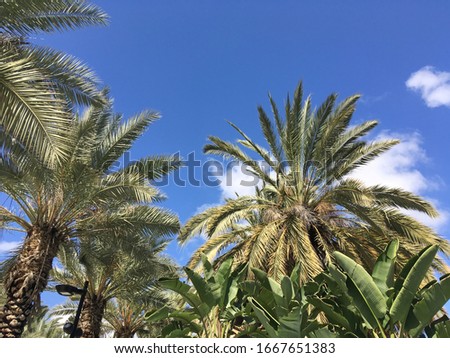 Bright blue sky with white clouds and luxurious palm trees. Picture for text