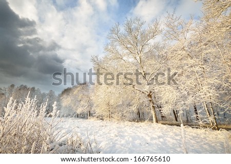 Winter wonderland in snow covered forest. Latvia