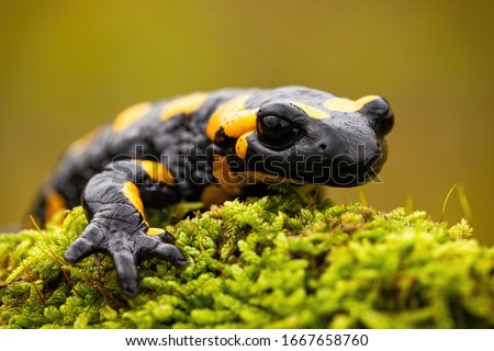 Detail of a fire salamander lying on green moss in European nature in summer with green blurred background. Wild animal crawling forward and stretching its leg.