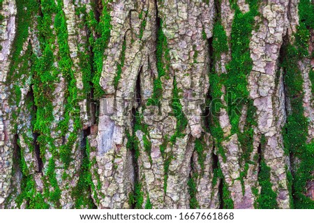 green moss on tree bark background. wood texture with moss. wood patterns