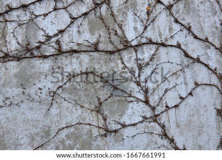 wild grapes branches on concrete wall