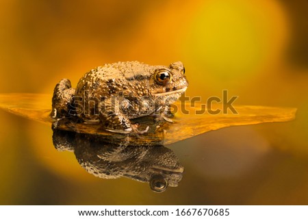 Common toad (Bufo Bufo) also known as European toad is an amphibian found in Europe, western part of North Asia and Northwest Africa.