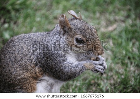 picture of a squirrel eating a seed he's holding between his paws. 