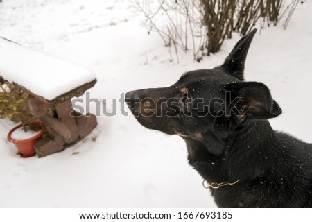 Black dog shepherd and white snow.