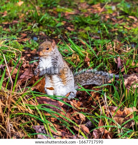 a squirrel hanging out at a bird sanctuary in nisqually Washington on September 20 2019