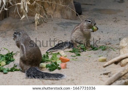 closeup of american squirrels being fed