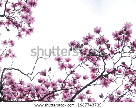 delicate backlit pink magnolia flowers against a pale sky 