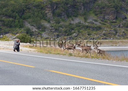 Tourist take pictures of deer standing on the highway. Norway