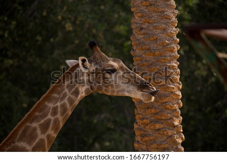giraffe head part wildlife  saudi arabia 
