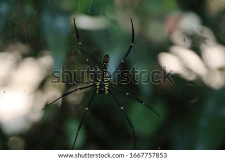 spider forest animal park web macro 