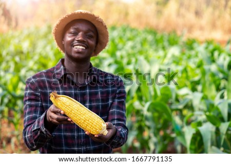 Close up a fresh corn holding by african farmer man in a farm land.