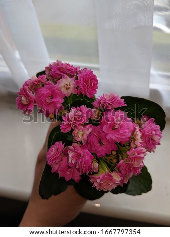  A picture of a blooming house plant called
kalanchoe that is held by a hand by the window.