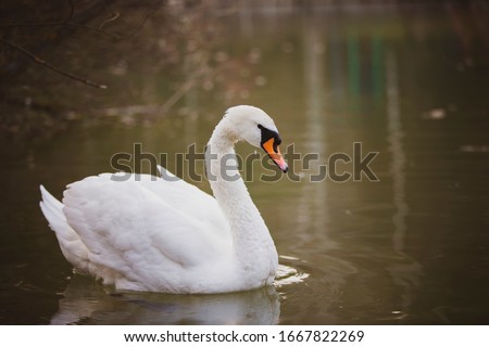 White swan in the wild. A beautiful swan swims in the lake. Royalty-Free Stock Photo #1667822269