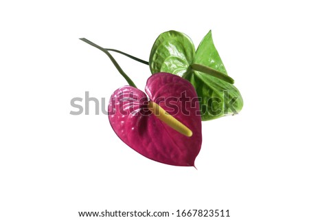 Two beauty heart shape flower, Anthurium or flamingo flower, exotic color in green and purple isolated on white background.                                Royalty-Free Stock Photo #1667823511