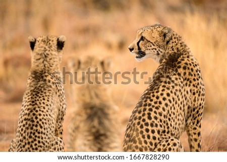 A close up photograph of a family of three cheetahs sitting side by side, taken at the Welgevonden Game Reserve in South Africa.