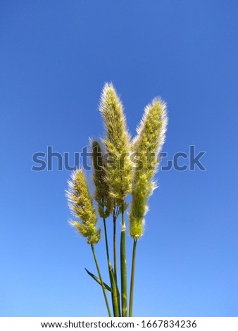 Green grass flowers on Blue Sky Background in Rajasthan India