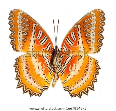The Leopard Lacewing, Cethosia cyane, butterfly isolated on white background. 
