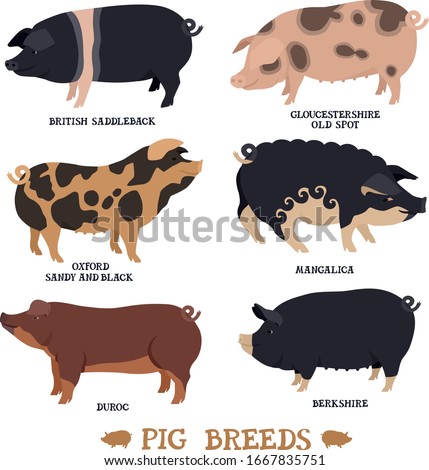 Farming today Set of six breeds of domestic pigs Flat vector illustrations Isolated objects Countryside and farmland Healthy food